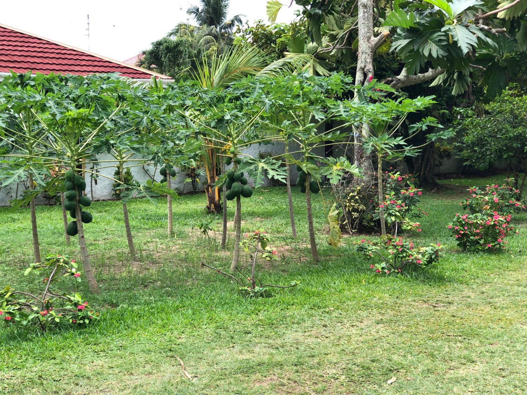 Hcs Bungalows Turtle Bay Rustic Bungalow Au Cap 외부 사진